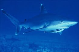 Silver tip shark