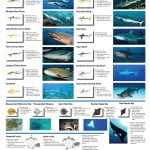 Fiji Shark Count Diving & Inshore Poster