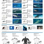 Fiji Shark Count Open Ocean & Offshore Poster