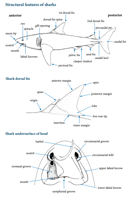 Structural features of sharks