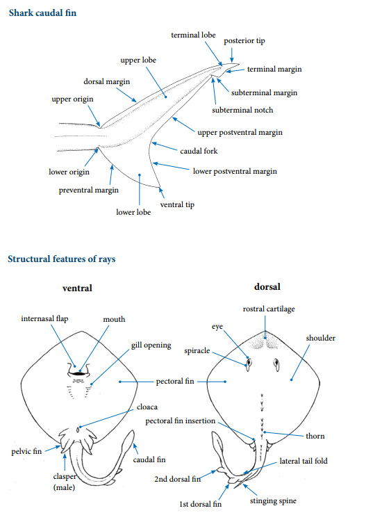 Structural features of rays