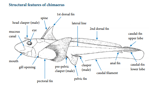 Structural features of chimaeras