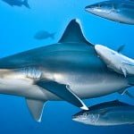 Silver_TipShark_Header