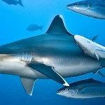 Silver_TipShark_Header