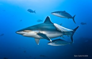 Silver Tip Shark in Fiji