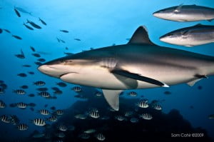 Silver Tip Shark in Fiji