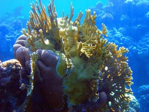 Stinging Coral or Fire Coral