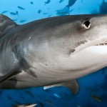 Tiger_Shark_Header