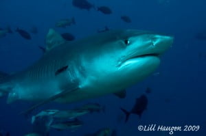 Tiger Shark in Fiji