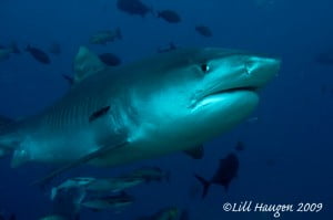 Tiger Shark in Fiji