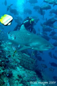 Tiger Shark in Fiji