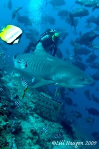 Tiger Shark in Fiji