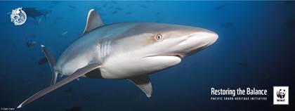 Great Fiji Shark Count into its fifth year