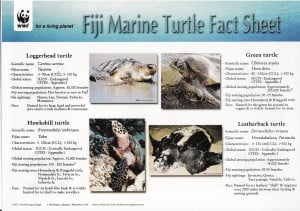 WWF Turtle Fact Sheet