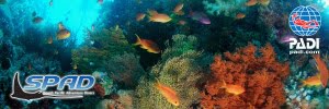 Coral Coast Fiji Premier PADI Dive Centre takes you to the world famous Beqa Lagoon