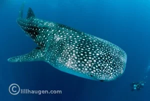 Whale Shark