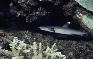 Whitetip reef sharks are some of the commonly sighted sharks in Fiji waters © Cat Holloway