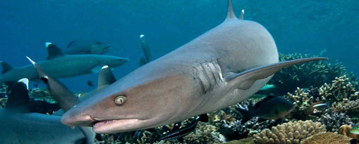 Whitetip reef shark