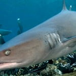White Tip Shark Header