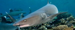 White Tip Shark Header