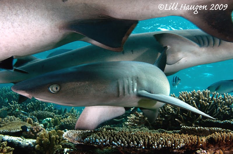 Whitetip Reef sharks