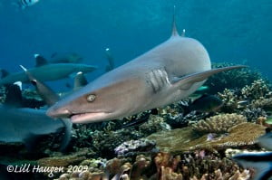White tip sharks