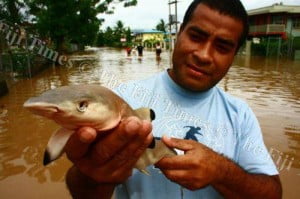 Wrong turn ... the baby reef blacktip shark that was found in floodwaters in Nadi a fortnight ago Wrong turn ... the baby reef blacktip shark that was found in floodwaters in Nadi a fortnight ago