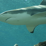 black tip reef shark