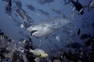 beqa adventure divers terry goss