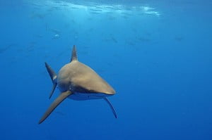 Bronze whaler shark