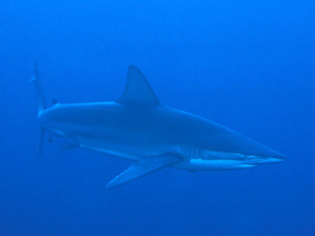 Bronze whaler shark The Great Fiji Shark Count