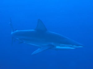 Bronze whaler shark in the blue