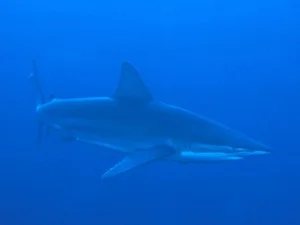 Bronze whaler shark in the blue