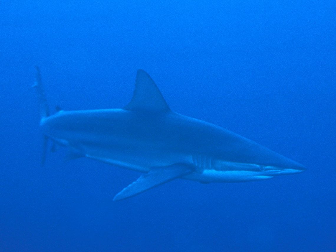 Bronze whaler shark The Great Fiji Shark Count