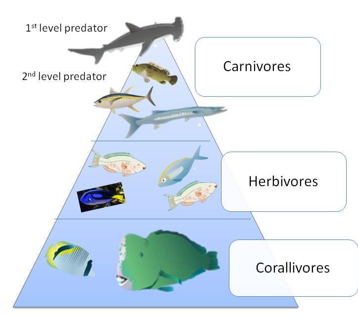 Ocean Food Pyramid The Great Fiji Shark Count