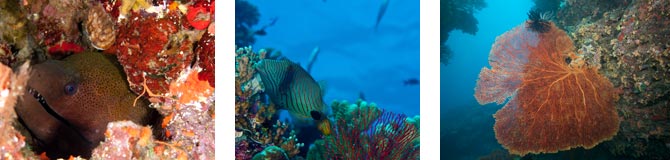 dive wananavu