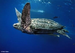 Leatherback turtle underwater