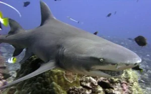 Lemon Shark Negaprion brevirostris