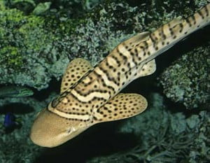 Leopard shark juvenille