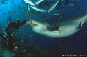 granma bull shark