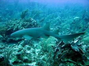 Tawny Nurse Shark