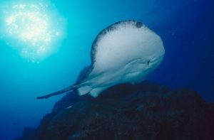 The Great Fiji Shark Count will have divers across Fiji waters record any sightings they have of sharks, rays a nd turtles © Jürgen Freund / WWF