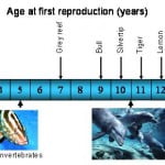 Reproductive ages of different shark species