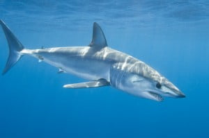 Shortfin Mako Shark - Isurus oxyrinchus Shortfin Mako Shark - Isurus oxyrinchus