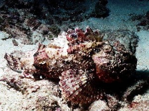 Spotted Scorpionfish