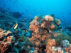 Taveuni Dive, Fiji