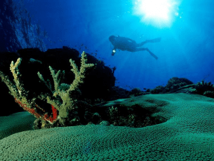 Taveuni Dive, Fiji