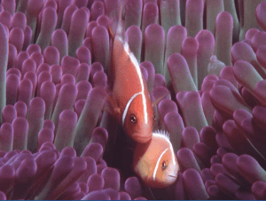 Taveuni Dive, Fiji