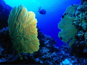 Taveuni Dive, Fiji