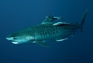 So that's a Tiger shark then. How very large and stripey.